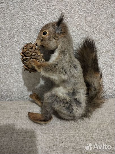 Чучело белки с кедровой шишкой