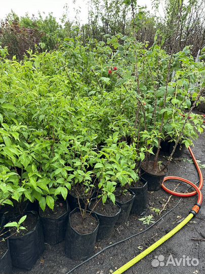 Саженцы жасмина