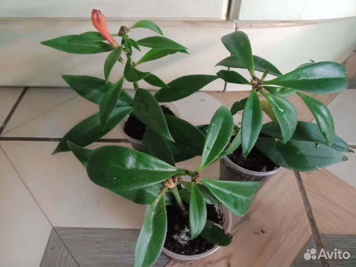 Цветы Эсхинантус