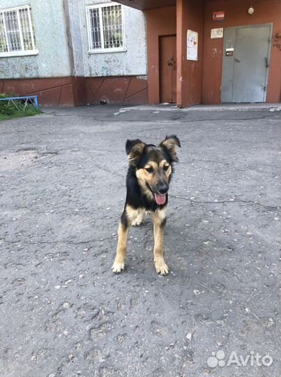 Пристраивается