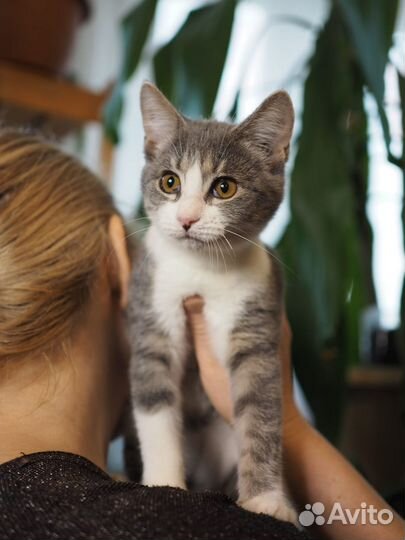 Ванилька в поисках лучшей мамы