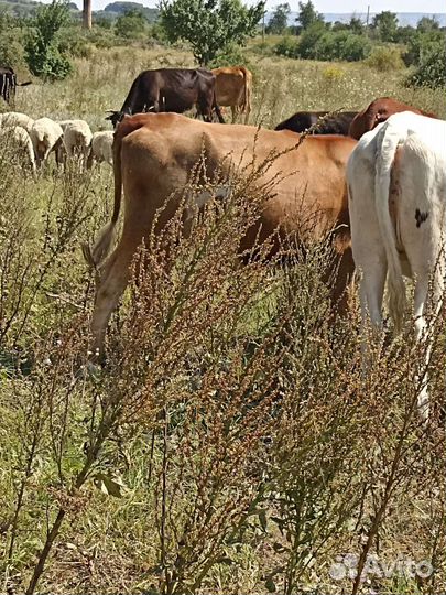 Телки стельные