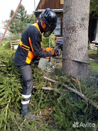 Спил деревьев