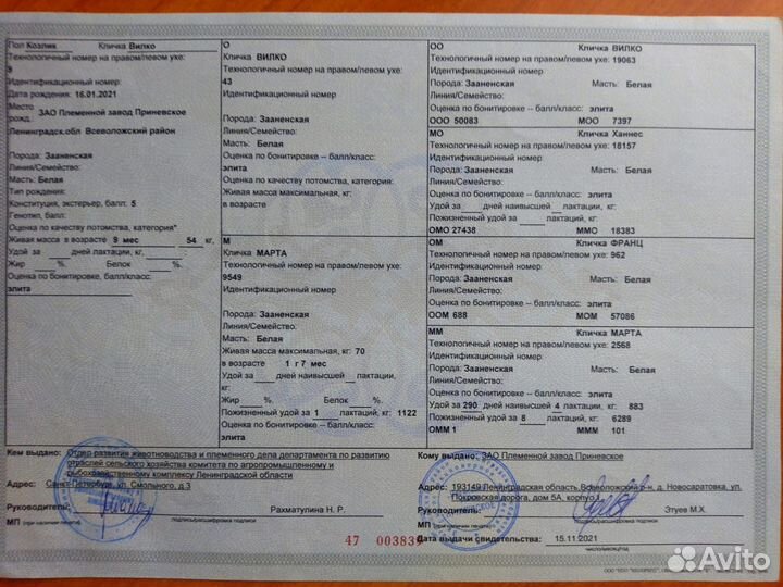 Зааненские козы племенные