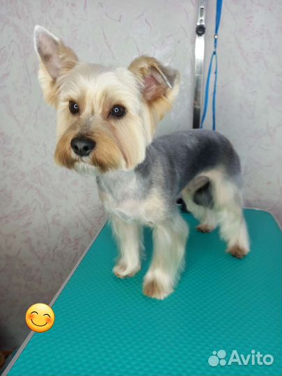 Грумер,стрижка собак, кошек, гигиена, линька