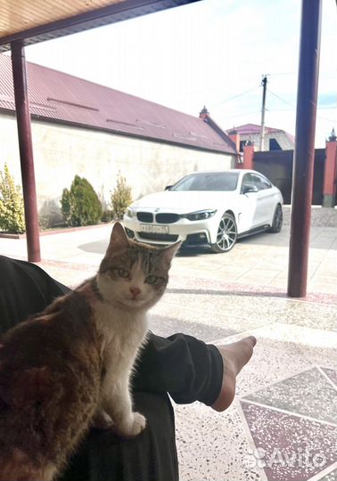 Котята бесплатно