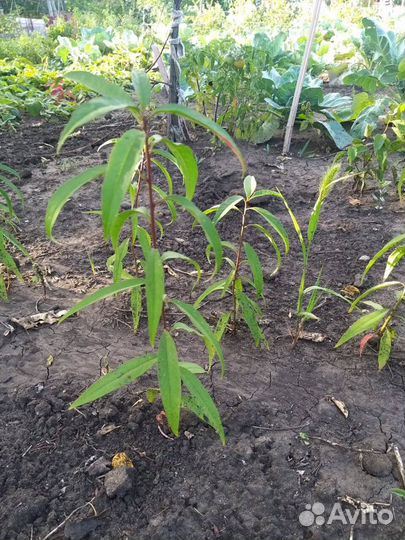 Персик районированный