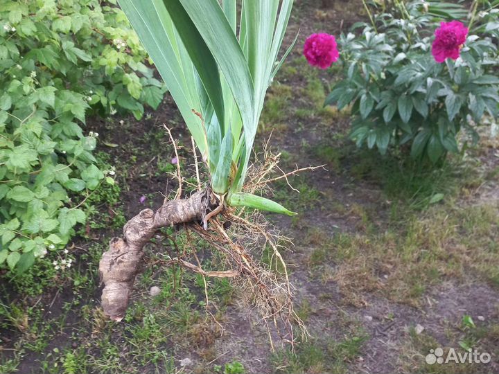 Ирис крупный сортовой