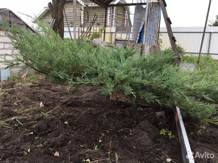 Можжевельник