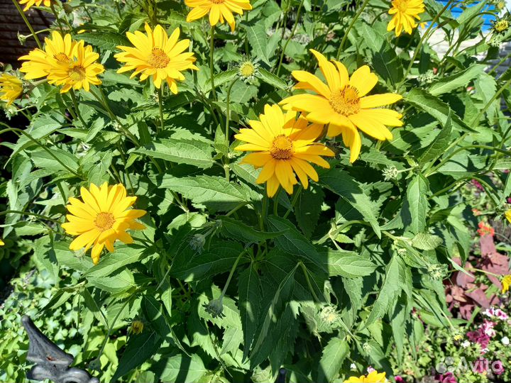 Многолетние садовые цветы