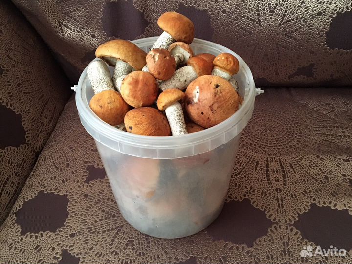 Грибы коровники свежие