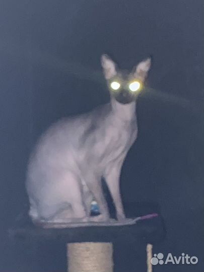 Передержка домашних животных