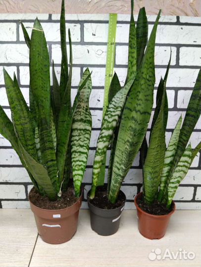 Сансевиерия сортовая 2