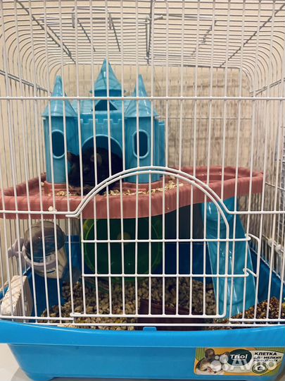 Джунгарик с клеткой, сирийский хомяк с клеткой