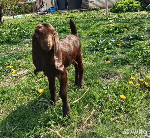 Козлик камори и зоанонибийки козочки