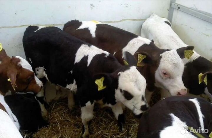 Бычки на откорм