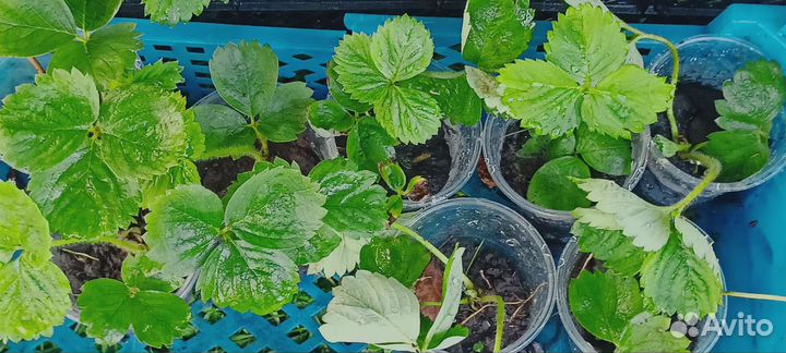 Клубника черный принц