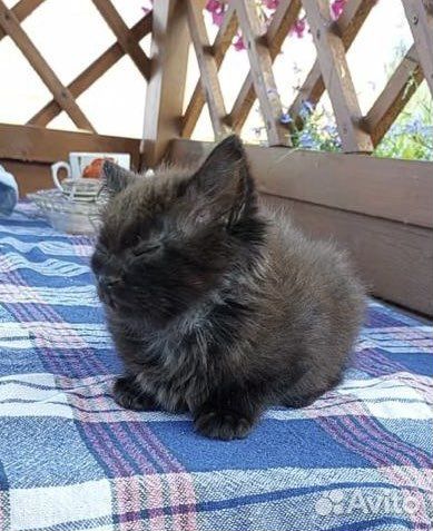 Котёнок девочка в добрые руки