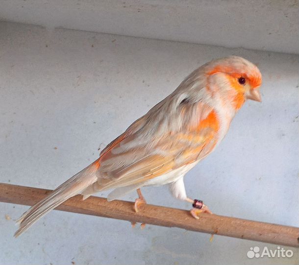 Кенар породистый, канарейки