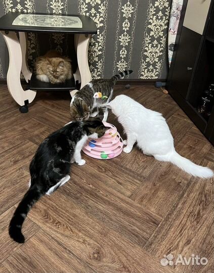 Товары для животных розница и опт