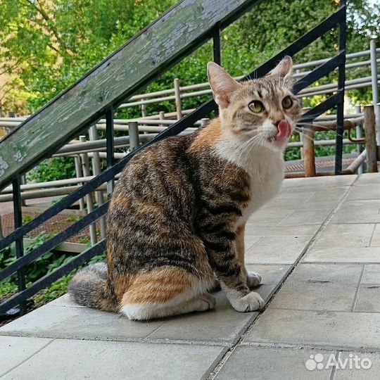 Котёнок Китти