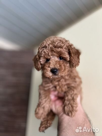 Девочка maltipoo mini