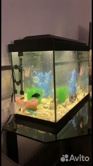 Аквариум