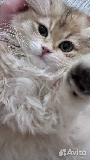 Котенок девочка 3 месяца золотая шиншилла