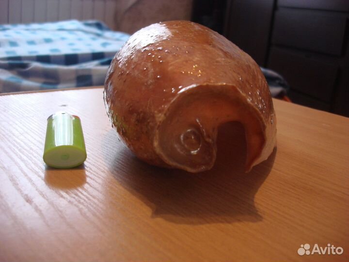 Морская раковина