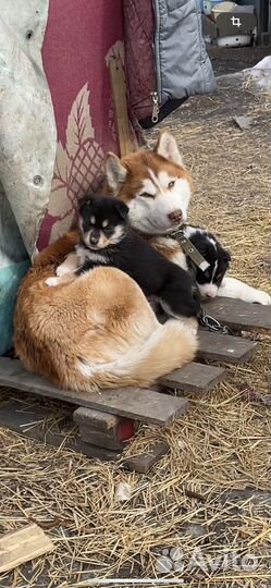 Щенки от хаски