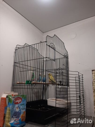 Волнистый попугай с клеткой
