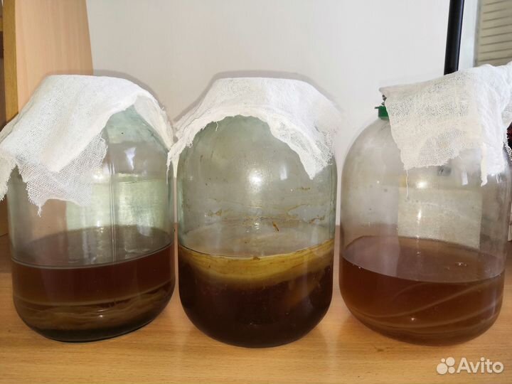 Чайный гриб комбуча легок в быту