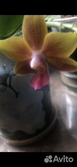 Орхидея фаленопсис желтые mini