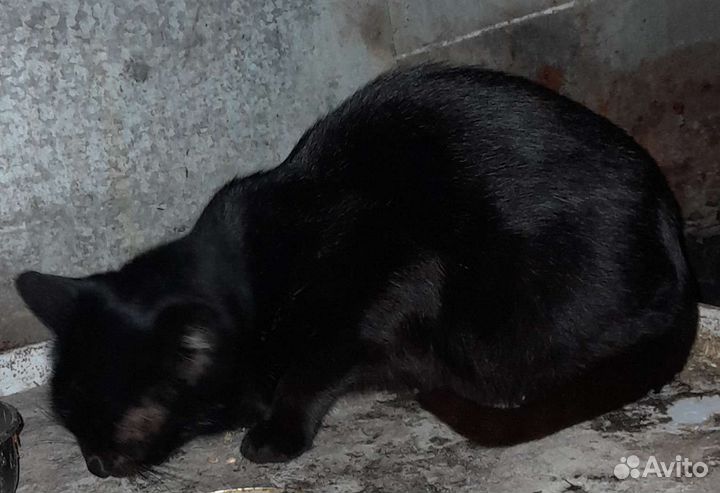 Кошки - мышеловки