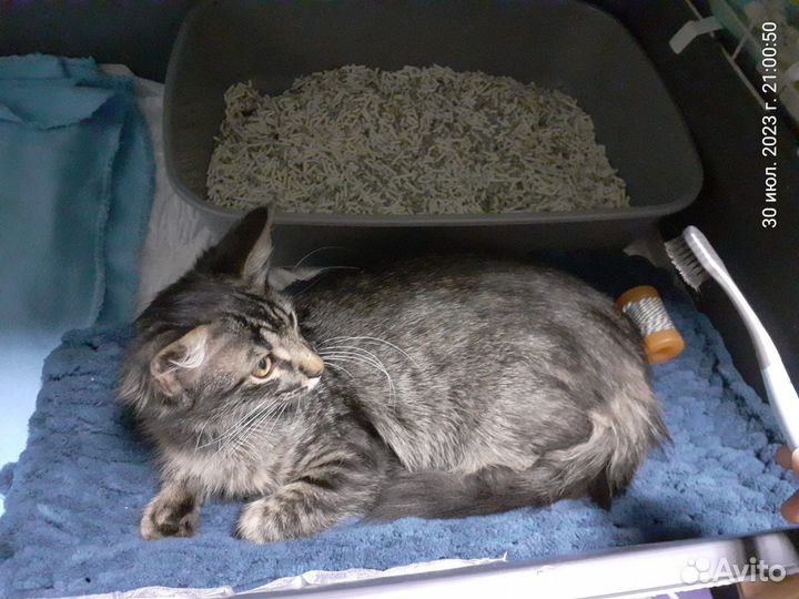 Добрый домовёнок молодой кот 4 мес