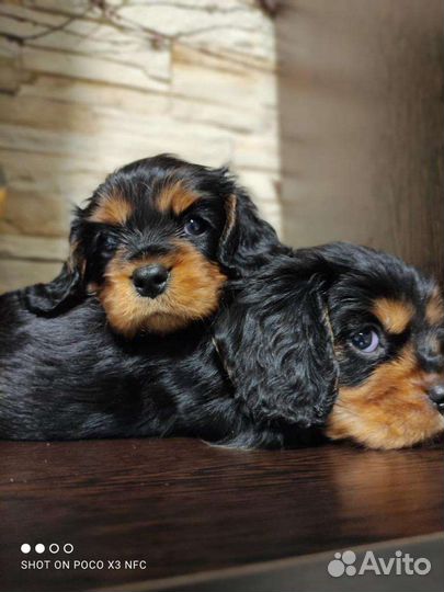 Кавалер кинг чарльз спаниель