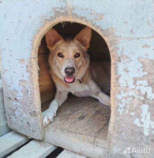 Собака в добрые руки