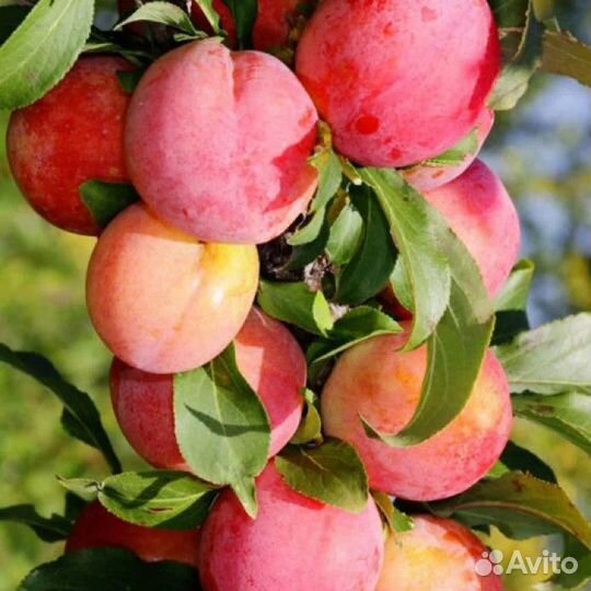 Шарафуга на Урале