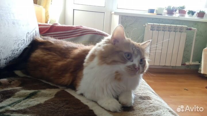 Кошки в добрые руки бесплатно