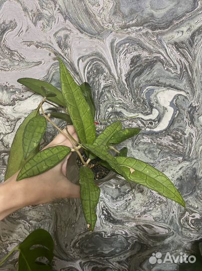 Филодендроны и сингониумы