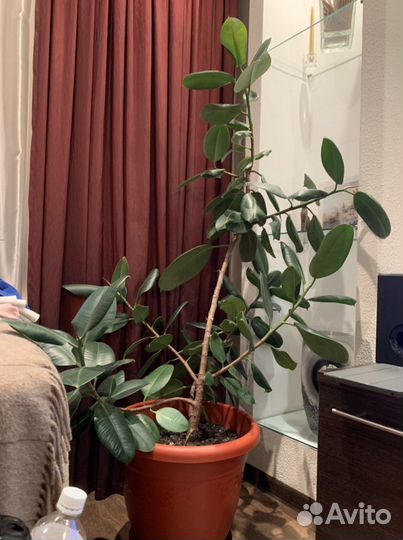 Фикус робуста