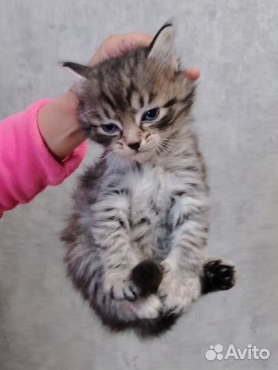Отдаю котят