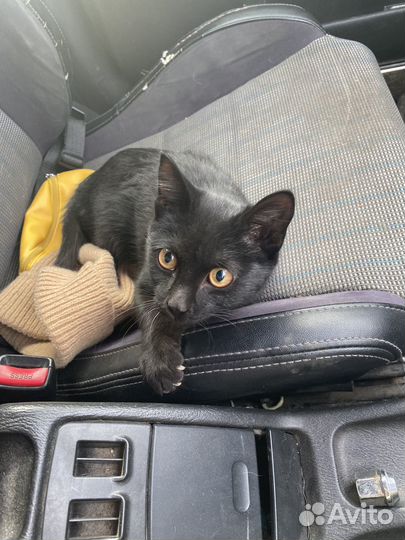 Котенок в добрые руки