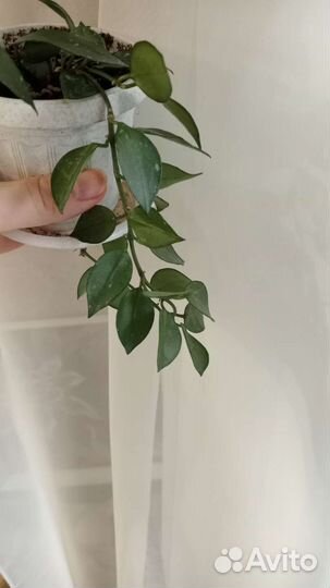 Хойя комплект 2