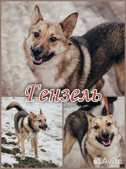 Собака в добрые руки