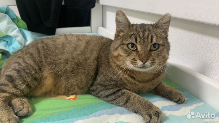 Кошка в дар