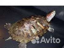 Красноухая черепаха