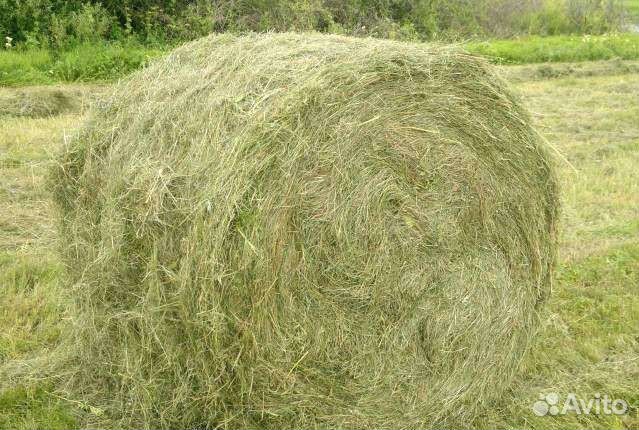 Сено, в рулонах Пермь. Укос 2023