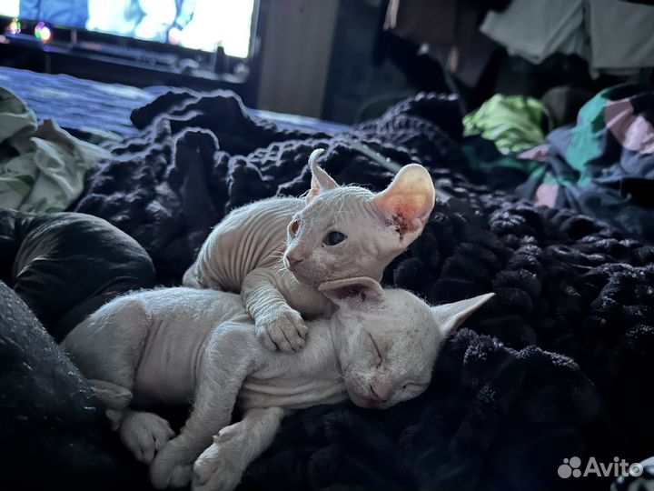 Донской сфинкс велюр котята