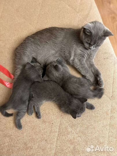 Котята британской кошки в дар